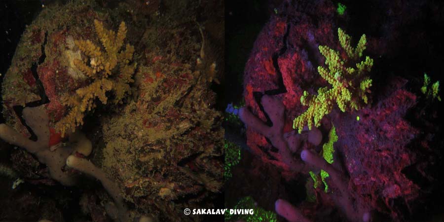 Night dive fluorescence in Madagascar